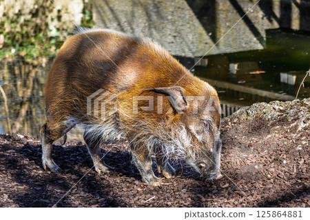 Red river hog, Potamochoerus porcus, also known as the bush pig. Red river hog, Potamochoerus porcus, also known as the bush pig. 125864881