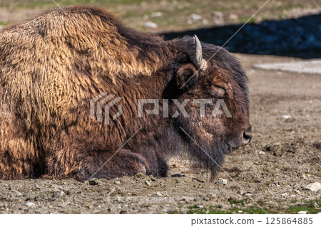 American buffalo known as bison, Bos bison in a german park 125864885