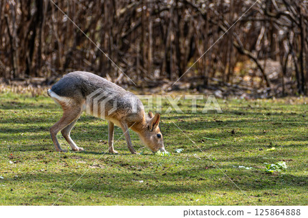 Patagonian Mara, Dolichotis patagonum are large relatives of guinea pigs Patagonian Mara, Dolichotis patagonum are large relatives of guinea pigs 125864888