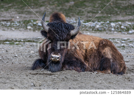 American buffalo known as bison, Bos bison in a german park 125864889