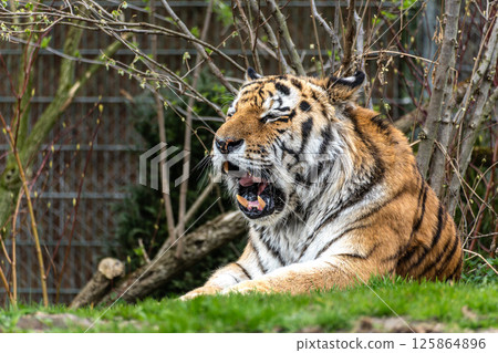 The Siberian tiger,Panthera tigris altaica in a park The Siberian tiger,Panthera tigris altaica in a park 125864896
