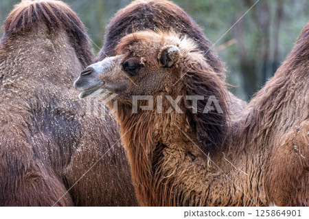 Bactrian camel, Camelus bactrianus in a german park 125864901