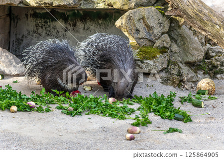 Indian crested Porcupine, Hystrix indica in a german nature park Indian crested Porcupine, Hystrix indica in a german nature park 125864905