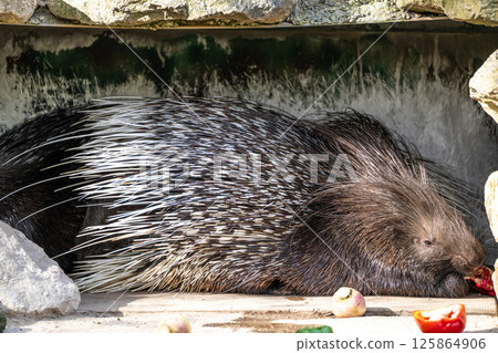 Indian crested Porcupine, Hystrix indica in a german nature park 125864906