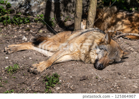 European Grey Wolf, Canis lupus in a german park 125864907