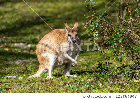 The agile wallaby, Macropus agilis also known as the sandy wallaby 125864908