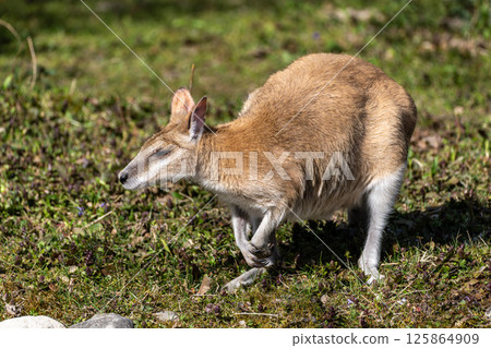 The agile wallaby, Macropus agilis also known as the sandy wallaby The agile wallaby, Macropus agilis also known as the sandy wallaby 125864909