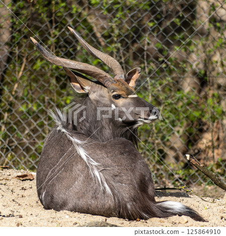 Nyala Antelope - Tragelaphus angasii. Wild life animal. 125864910
