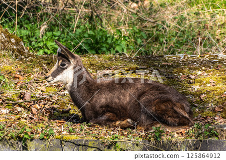 Apennine chamois, Rupicapra pyrenaica ornata, is living in Italy and Spain 125864912