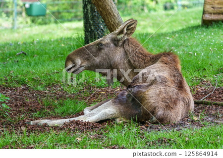 European Moose, Alces alces, also known as the elk 125864914
