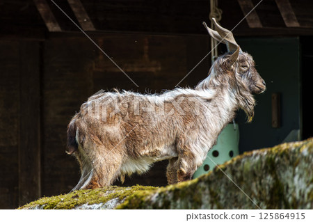 Turkmenian markhor, Capra falconeri heptneri living on the rocks Turkmenian markhor, Capra falconeri heptneri living on the rocks 125864915