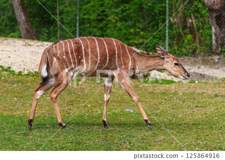 Nyala Antelope - Tragelaphus angasii. Wild life animal. 125864916