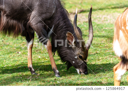 Nyala Antelope - Tragelaphus angasii. Wild life animal. Nyala Antelope - Tragelaphus angasii. Wild life animal. 125864917