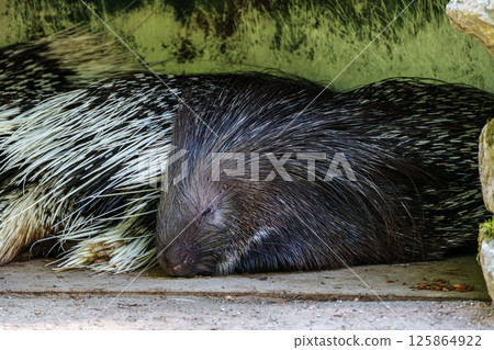 Indian crested Porcupine, Hystrix indica in a german nature park 125864922