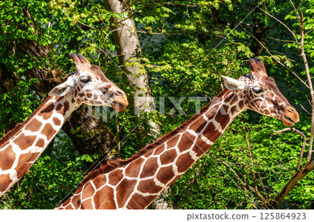 The giraffe, Giraffa camelopardalis is an African mammal 125864923