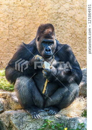 Gorillas are ground-dwelling, predominantly herbivorous apes, Sub-Saharan Africa Gorillas are ground-dwelling, predominantly herbivorous apes, Sub-Saharan Africa 125864931