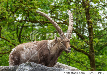 Alpine ibex, Capra ibex is a species of wild goat that lives in the mountains of the European Alps. 125864942