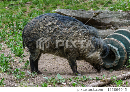 The Visayan warty pig, Sus cebifrons is a critically endangered pig The Visayan warty pig, Sus cebifrons is a critically endangered pig 125864945