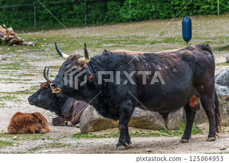 Heck cattle, Bos primigenius taurus or aurochs in a German park 125864953