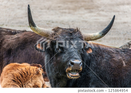 Heck cattle, Bos primigenius taurus or aurochs in a German park 125864954