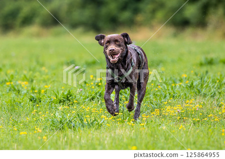 Labrador retriever, Canis lupus familiaris on a grass field. Healthy chocolate brown labrador retriever Labrador retriever, Canis lupus familiaris on a grass field. Healthy chocolate brown labrador retriever 125864955