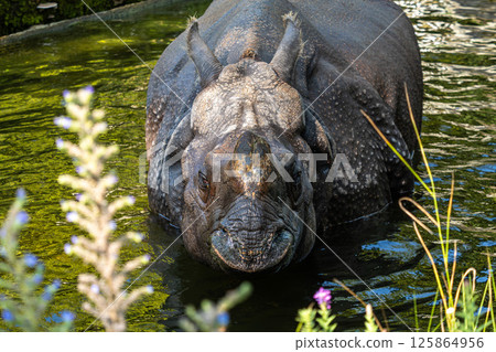 The Indian Rhinoceros, Rhinoceros unicornis aka Greater One-horned Rhinoceros The Indian Rhinoceros, Rhinoceros unicornis aka Greater One-horned Rhinoceros 125864956