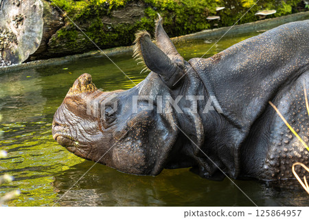 The Indian Rhinoceros, Rhinoceros unicornis aka Greater One-horned Rhinoceros The Indian Rhinoceros, Rhinoceros unicornis aka Greater One-horned Rhinoceros 125864957