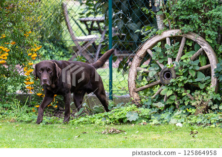 Labrador retriever, Canis lupus familiaris on a grass field. Healthy chocolate brown labrador retriever Labrador retriever, Canis lupus familiaris on a grass field. Healthy chocolate brown labrador retriever 125864958