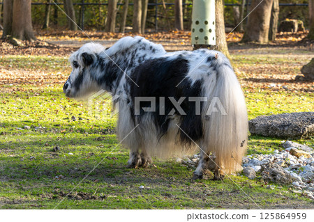 The domestic Yak, Bos mutus grunniens in a park The domestic Yak, Bos mutus grunniens in a park 125864959