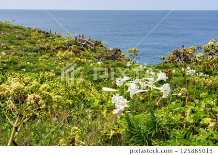 沖繩的東平安名崎的喇叭花美景 125865013