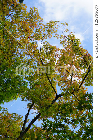 A Japanese maple tree gives a hint of autumn A Japanese maple tree gives a hint of autumn 125865077