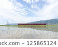 初夏時節，紅色的本地火車穿梭於稻田間 125865124