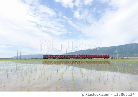 A red local train running through rice fields in early summer A red local train running through rice fields in early summer 125865124