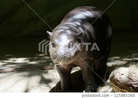 Baby Dwarf Hippo 125865168