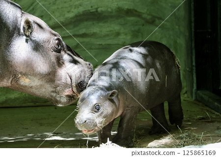Parent and child dwarf hippos 125865169