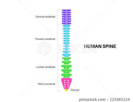 Human spine poster Human spine poster 125865224