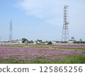 Milk vetch flowers blooming in a rice field before plowing (photographed in May 2025 in Mishimae, Takatsuki City, Osaka Prefecture) 125865256