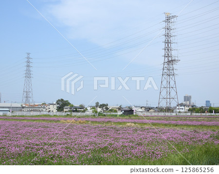 Milk vetch flowers blooming in a rice field before plowing (photographed in May 2025 in Mishimae, Takatsuki City, Osaka Prefecture) 125865256