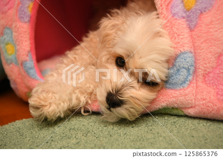 Cute mixed breed dog Maltipoo Cute mixed breed dog Maltipoo 125865376