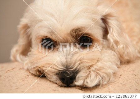 Cute mixed breed dog Maltipoo 125865377