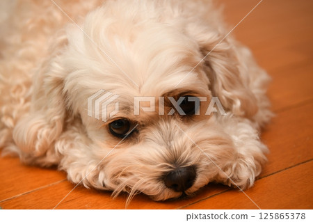 Cute mixed breed dog Maltipoo 125865378