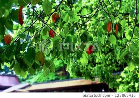 【香川】初夏的金刀比羅神社：雨水浸潤，神社內綠意盎然 125865413
