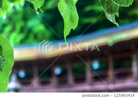 【香川】初夏的金刀比羅神社:雨水浸潤,神社內綠意盎然 【香川】初夏的金刀比羅神社:雨水浸潤,神社內綠意盎然 125865414