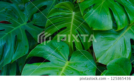 Tropical beautiful green background of big Monstera leaves. 125865436