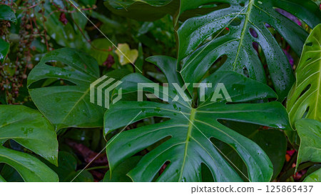 Tropical beautiful green background of big Monstera leaves. 125865437