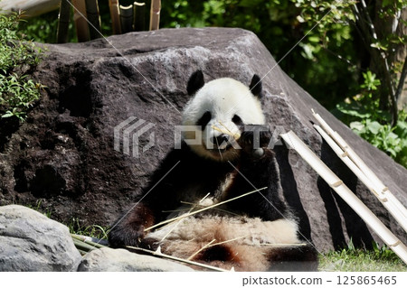 Panda to eat bamboo grass Panda to eat bamboo grass 125865465