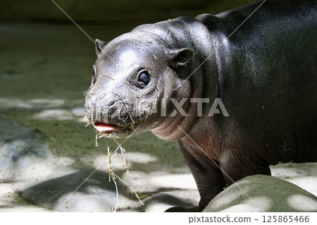 Baby Dwarf Hippo Baby Dwarf Hippo 125865466