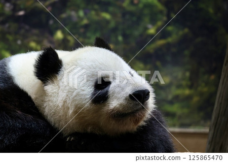熊貓睡覺 熊貓睡覺 125865470