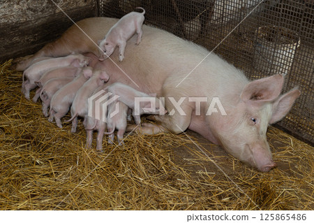A Mother Pig is Comfortably Nursing Her Adorable Piglets in a Cozy Barn Setting on a Farm 125865486