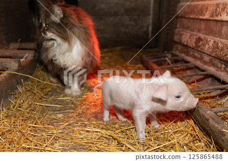 In a rural barn, a curious cat and a playful piglet have delightful adventures together 125865488